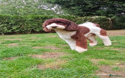 Bernedoodle dogs for stud: STUNNING FULLY HEALTH TESTED MOYEN POODLE🐾  - Image 13