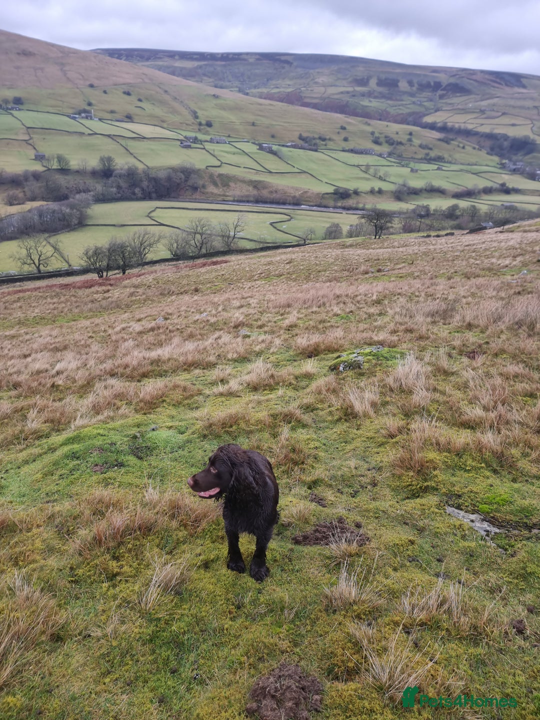 Cocker Spaniel dogs for sale: Kc registered female chocolate cocker spaniel - Advert 5