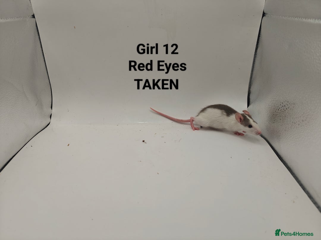 Rat rodents for sale: OCT: 32 Rats (2 Rats: 2 Boys Left) - Advert 23