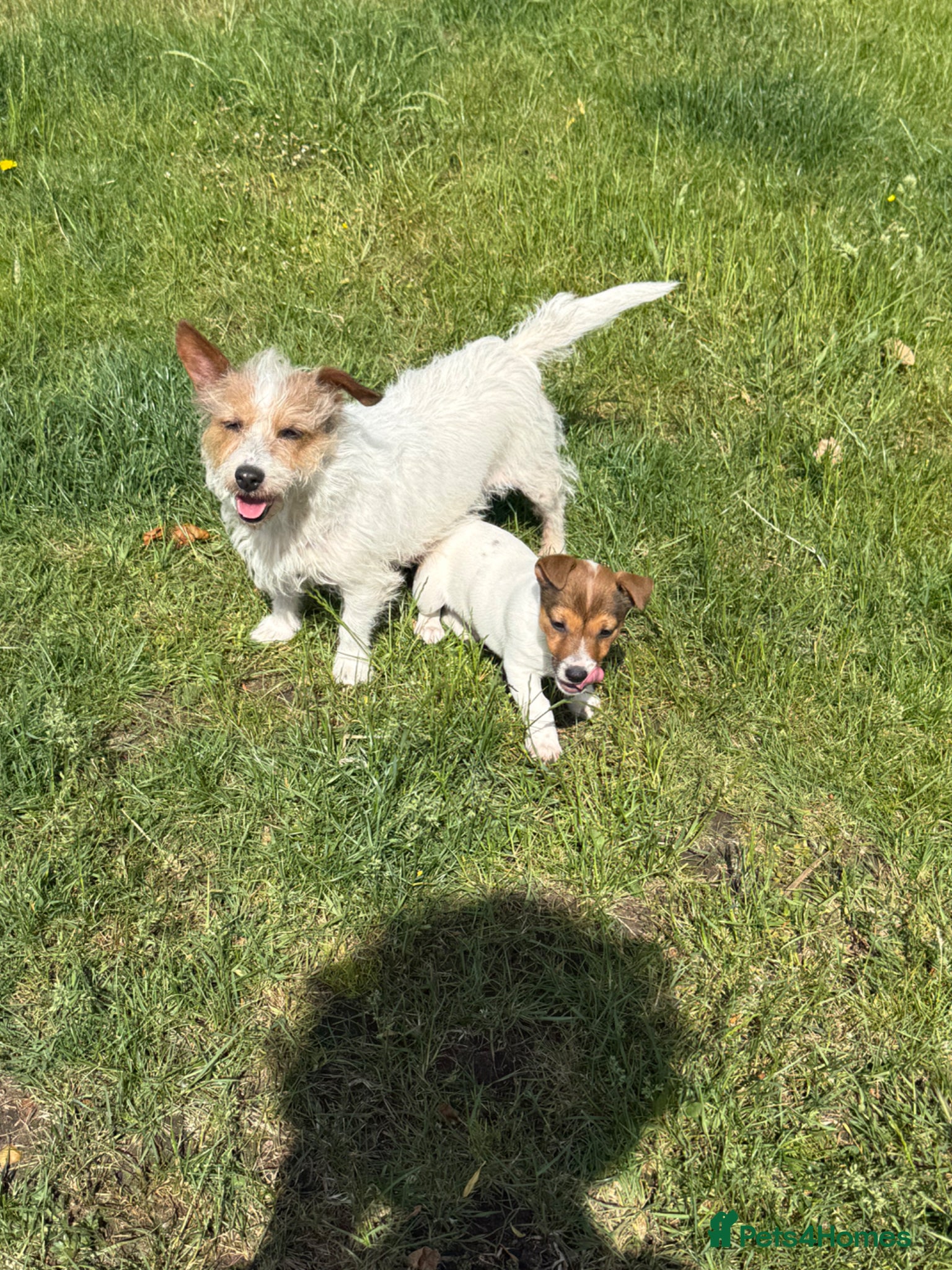 Jack Russell dogs Jack Russell pup ready now 1 boy left now ! - Advert 1