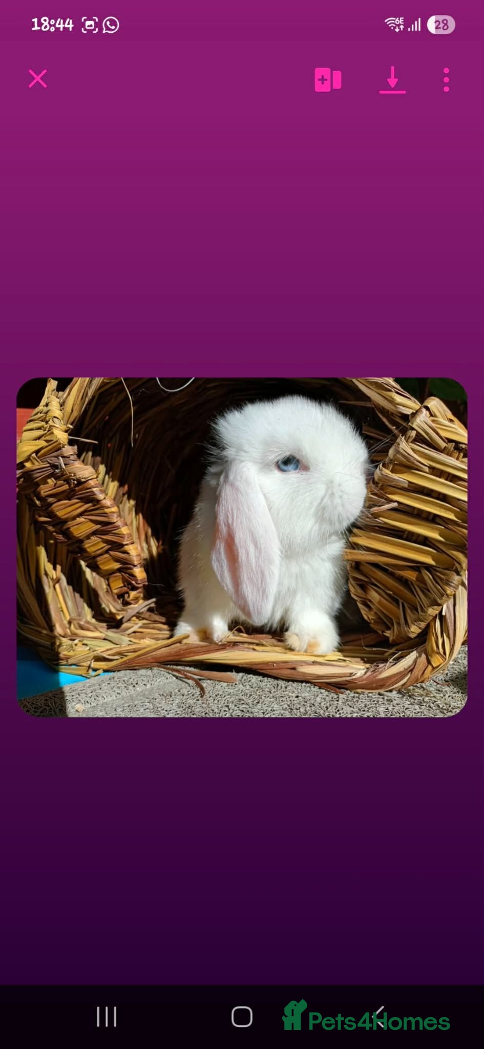 Mini Lop rabbits Mini lop - Advert 1