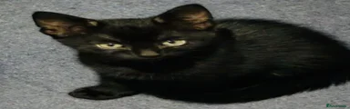 Black Kitten