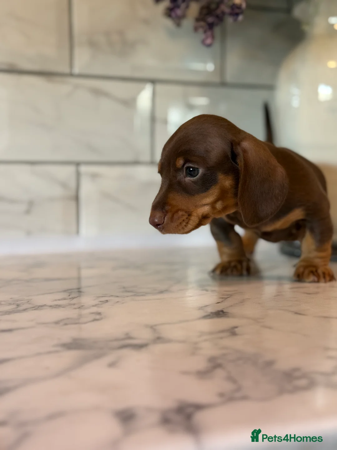 Miniature Dachshund dogs for sale: 🎀 SHOW QUALITY KC REGISTERED MALES AND FEMALES 🎀 - Advert 19