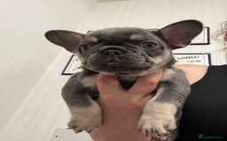 French Bulldog dogs for sale: Beautiful female frenchie  - Image 4