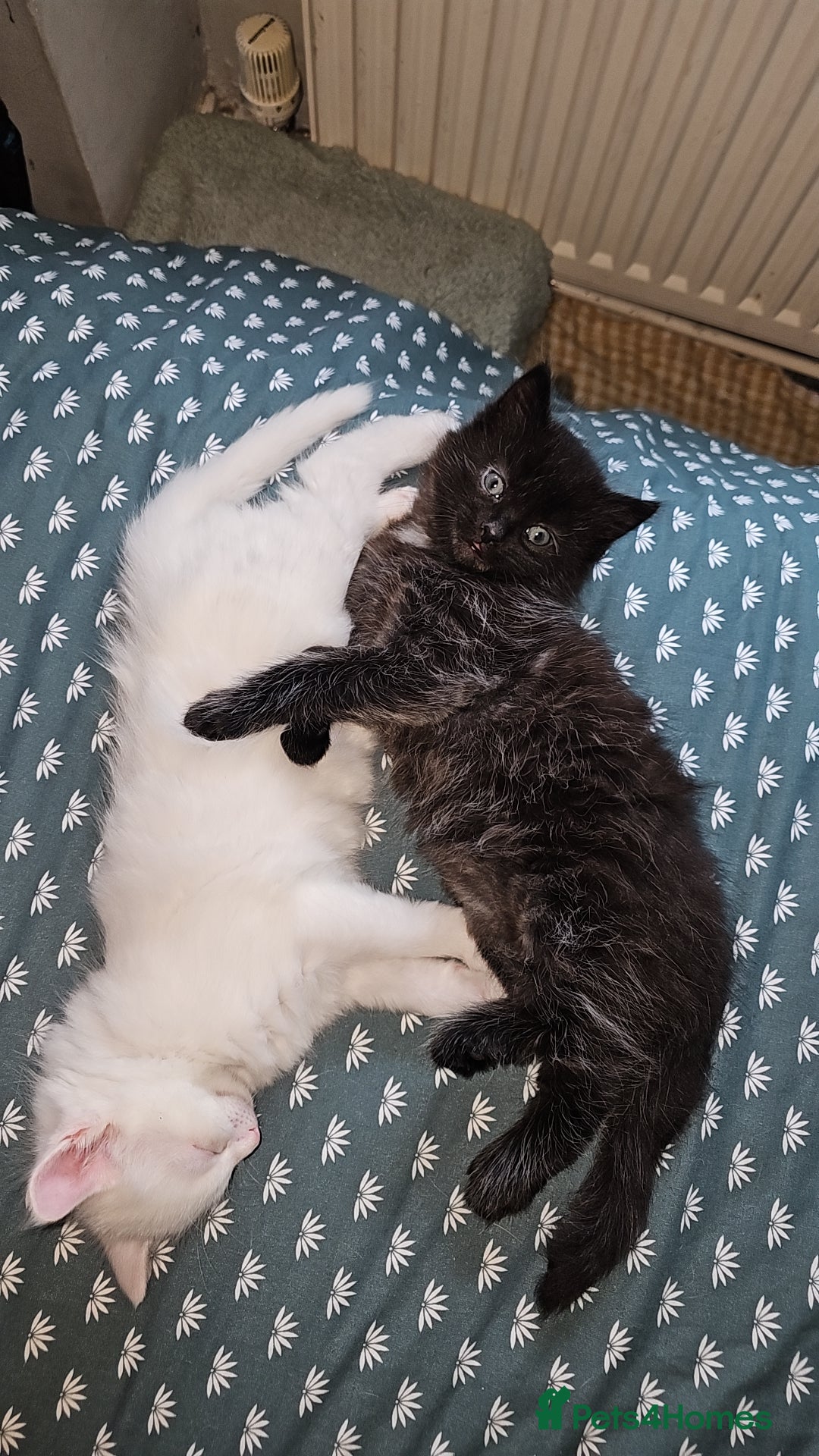 Turkish Angora cats for sale: Adorable 2 Kittens - Image 8
