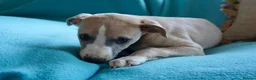 Whippet dogs for sale: Crufts winning parents - Advert 12