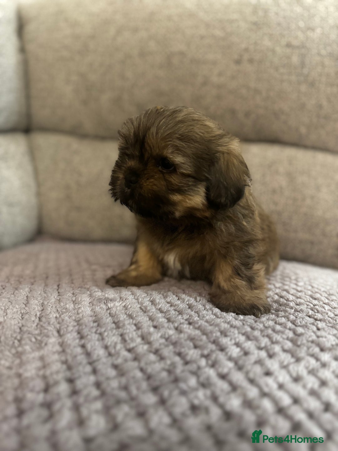 Mixed Breed dogs for sale: Shih Tzu cross patterdale pups - Advert 12