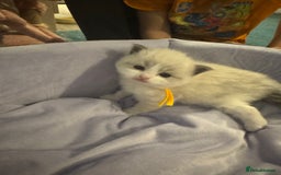 Ragdoll cats for sale: Three beautiful blue ragdoll kittens  - Image 14