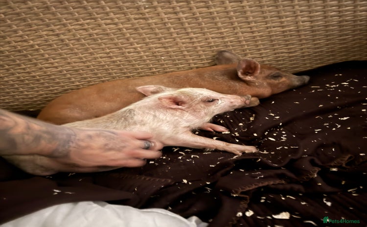 Pig livestock - Advert 7