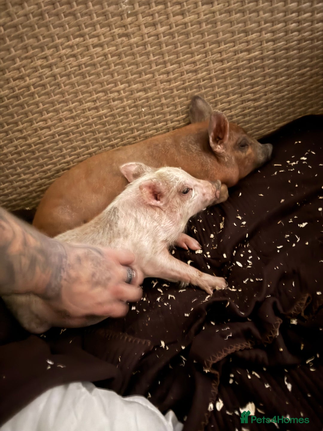 Pig livestock for sale: 2 x micro pigs for rehoming - Image 1