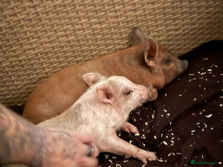 Pig livestock - Advert 10