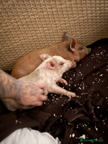 Pig livestock - Advert 7