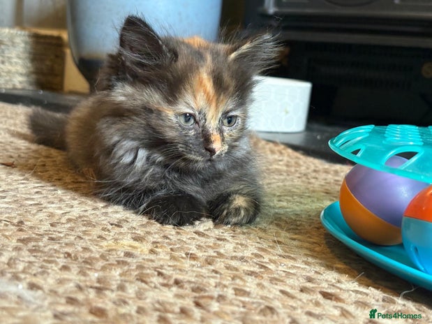 Ragdoll cats - Advert 1