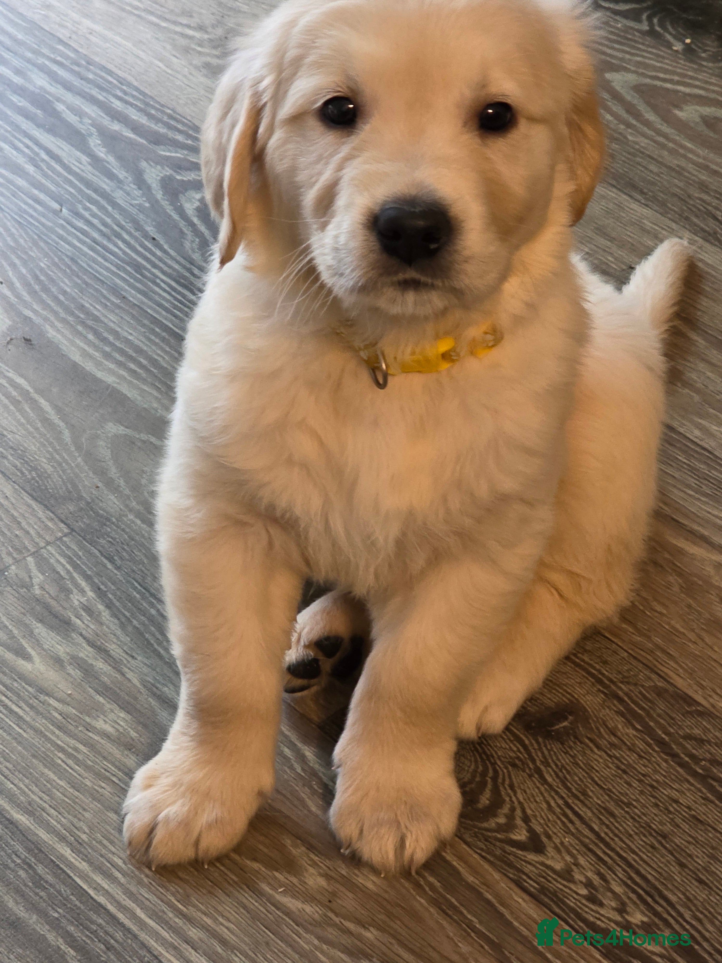 Golden Retriever dogs 8 Beautiful Fluffy Golden Retrievers - Advert 2
