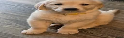 Golden Retriever dogs for sale: 8 Beautiful Fluffy Golden Retrievers - Advert 2