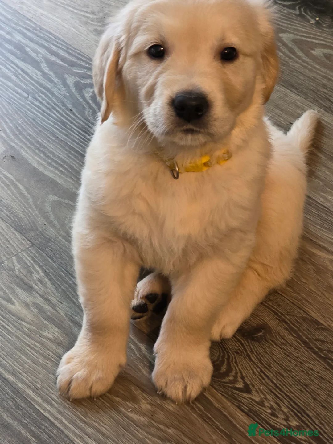 Golden Retriever dogs for sale: 8 Beautiful Fluffy Golden Retrievers - Advert 2