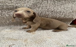 Miniature Dachshund dogs for sale: Miniature dachshund pups - Image 4