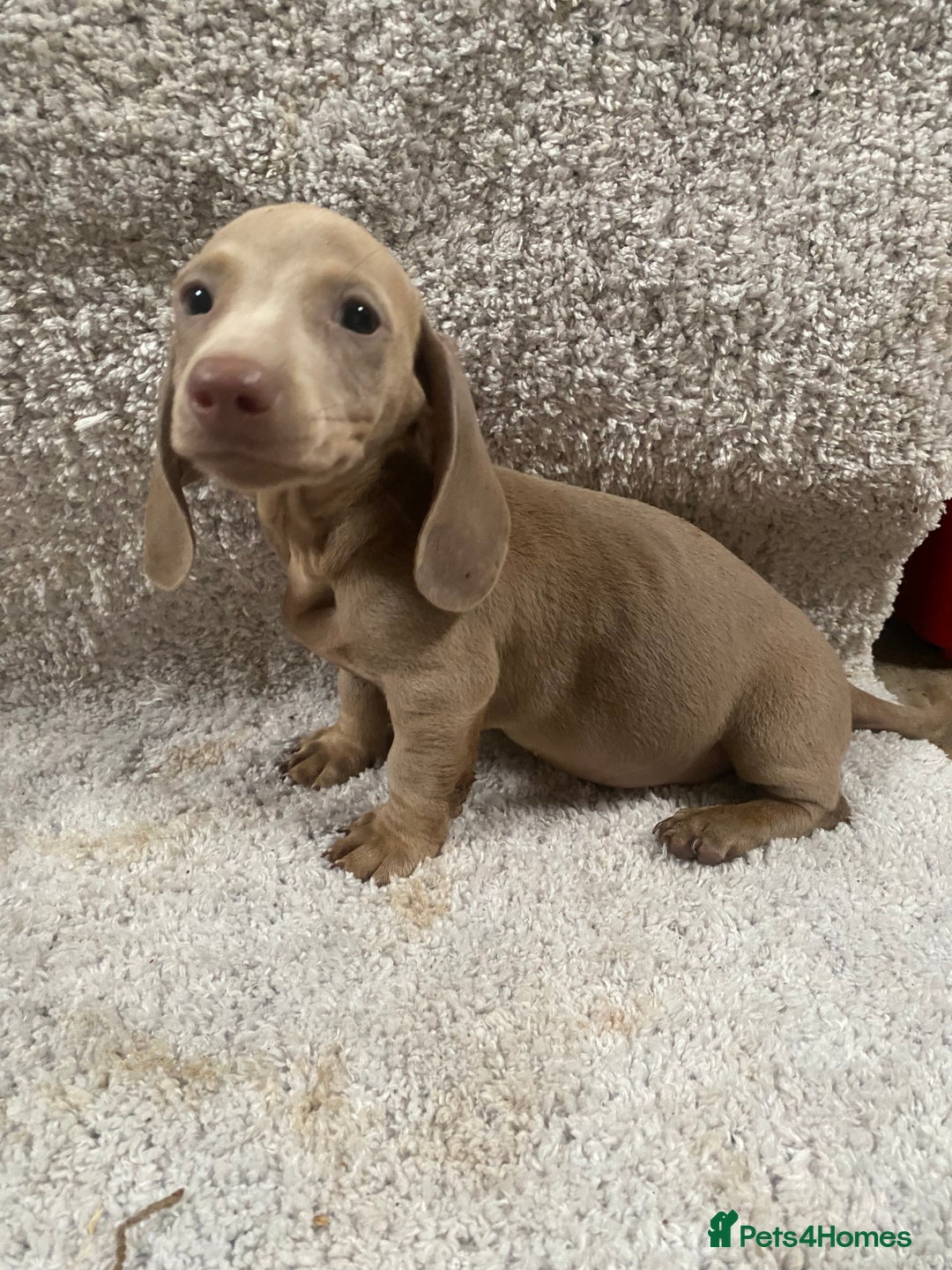 Miniature Dachshund dogs for sale: Miniature dachshund pups - Image 4