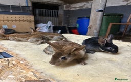 Netherland Dwarf rabbits for sale: Netherlands, Rex’s, californians ready to go - Image 2