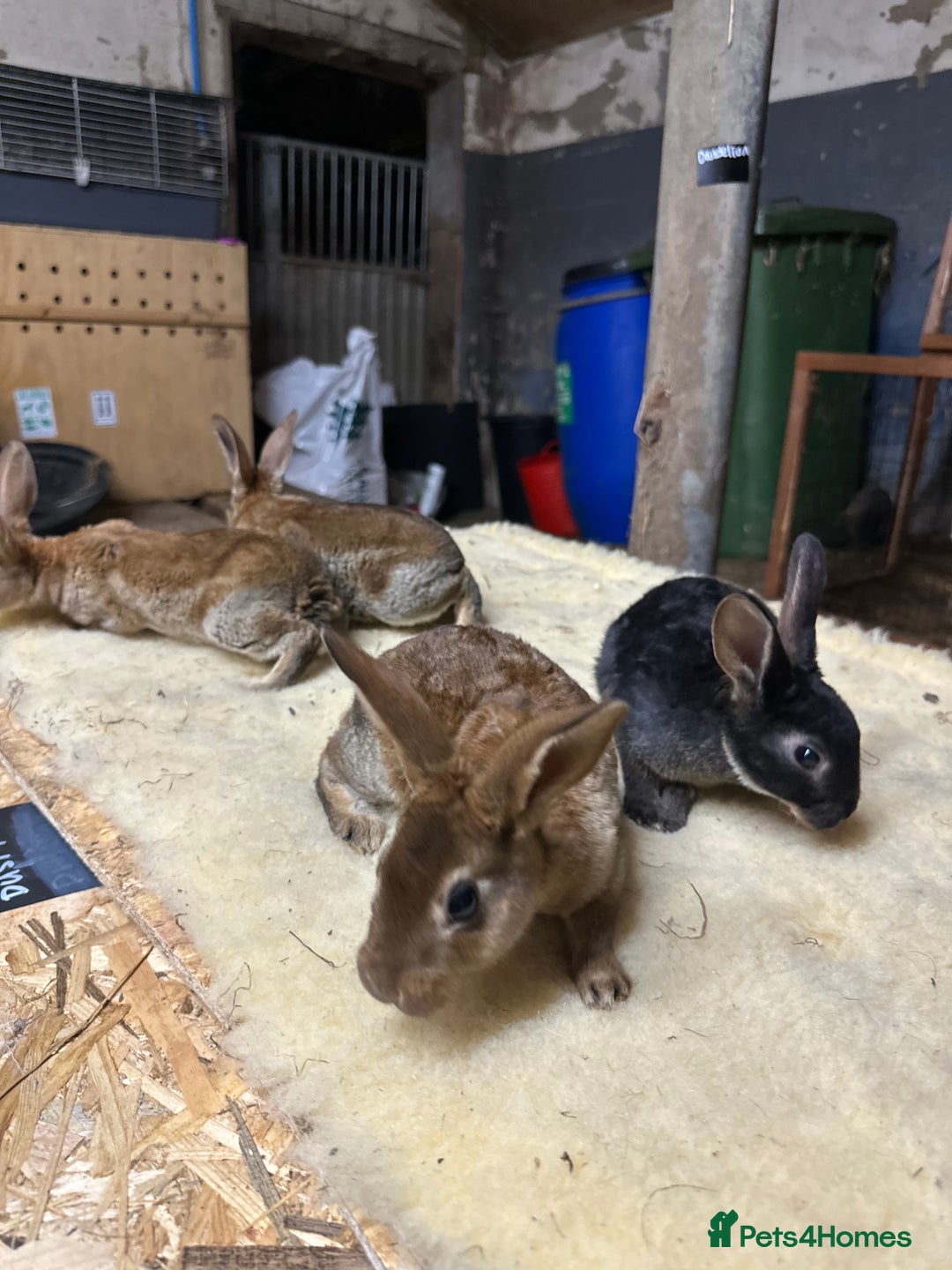 Netherland Dwarf rabbits for sale: Netherlands, Rex’s, californians ready to go - Image 2