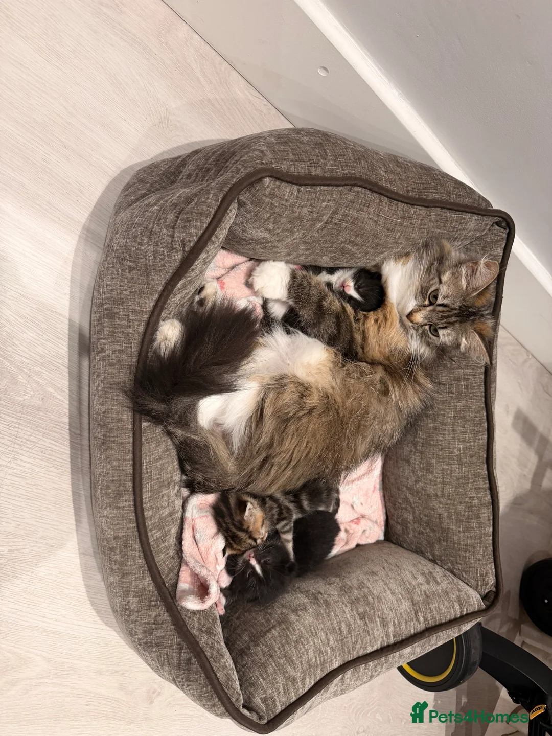 Mixed Breed cats for sale: 3 male kittens  in Hayes - Advert 2