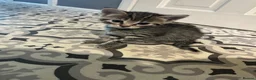 Mixed Breed cats for sale: Last girl Silver grey Tabby £85 due to timewaster - Advert 16