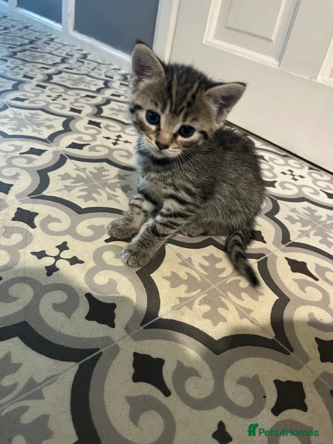 Mixed Breed cats for sale: Last girl Silver grey Tabby £85 due to timewaster - Advert 16