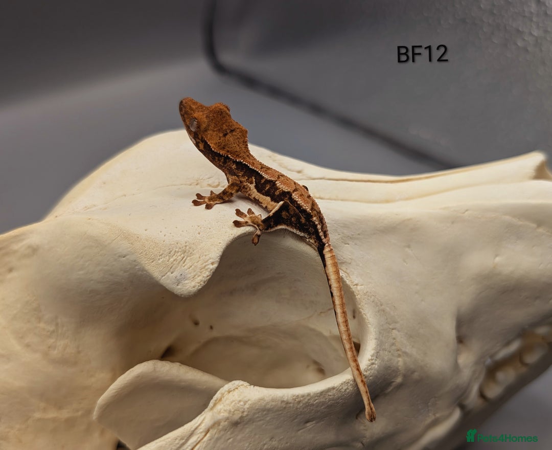 Gecko reptiles for sale: Tri Colour Harlequin Pinstripe Crested Gecko CB25 - Image 1
