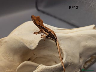 Gecko reptiles - Advert 1