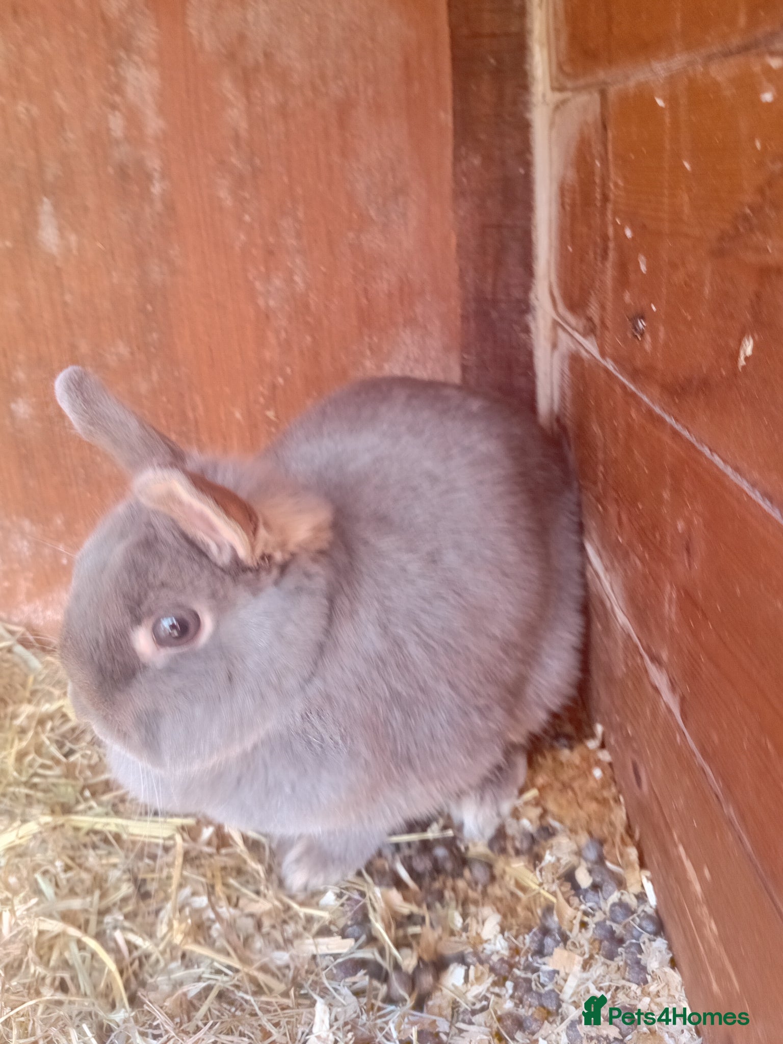 Netherland Dwarf rabbits Netherland dwarf  - Advert 1