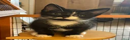 Ragdoll cats for sale: Mum Ragdoll X Dad British blu X - Advert 10