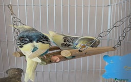 Budgerigars birds for sale: Fully tamed 4 budgies with Cage, accessories,food - Image 5