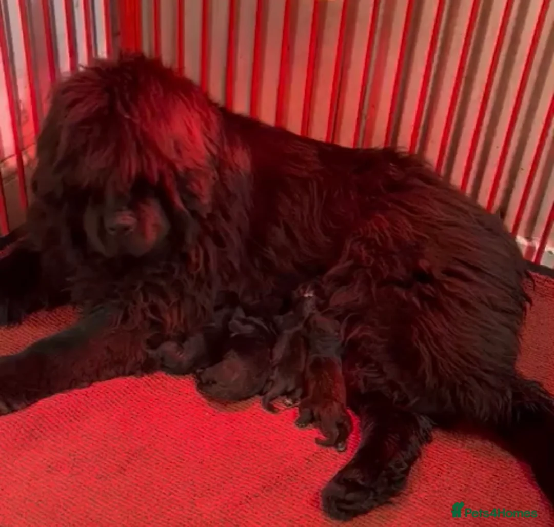 Newfoundland dogs for sale: Ch Sired beautiful Newfoundland male - Advert 2