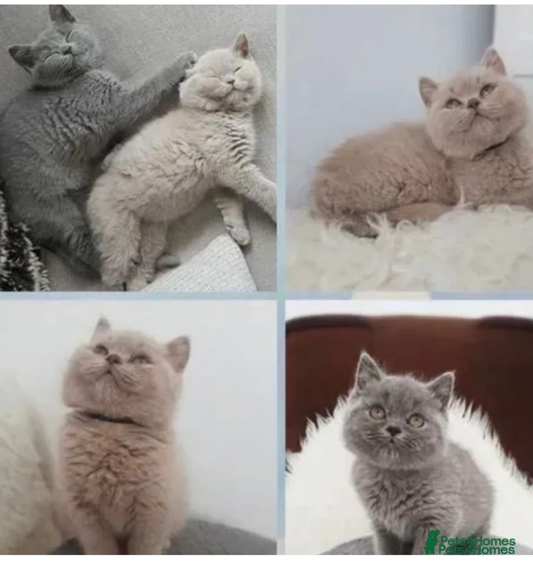 British Shorthair cats for stud: GCCF STUD BRITISH SHORTHAIR BIG MILTON KEYNES  in Milton Keynes - Advert 2