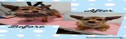 Mixed Breed dogs for sale: Buddy - Advert 2