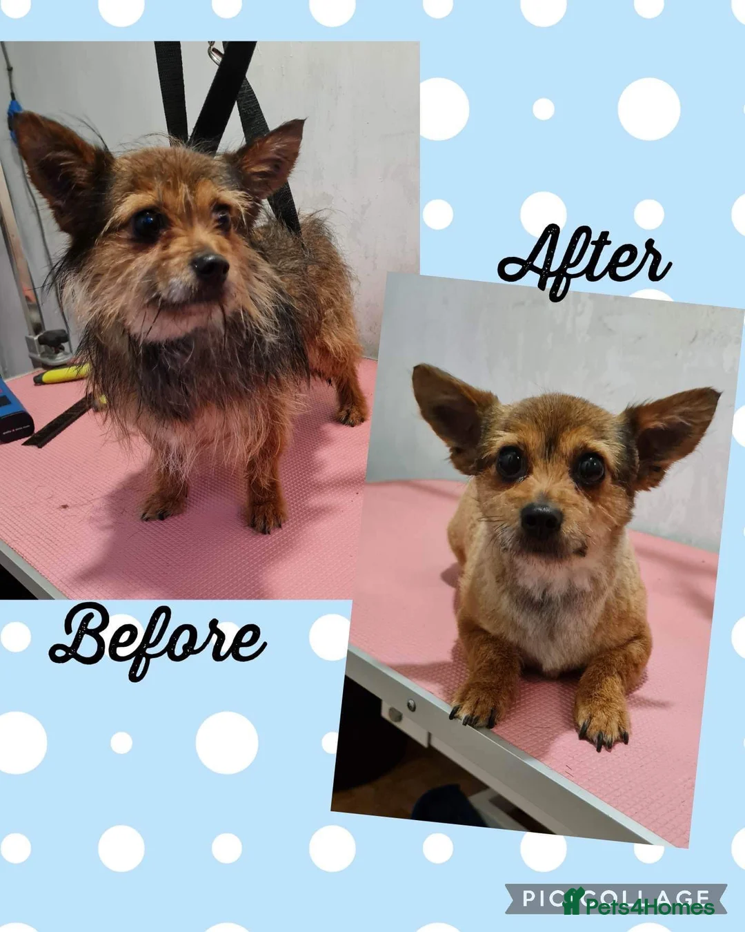 Mixed Breed dogs for sale: Buddy - Advert 2