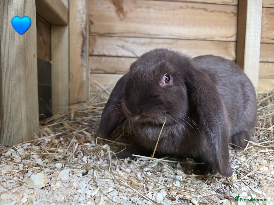 French Lop rabbits for sale: French Lop Rabbits - Advert 2