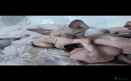 Sphynx cats for sale: canadian sphynx for sale  - Advert 19