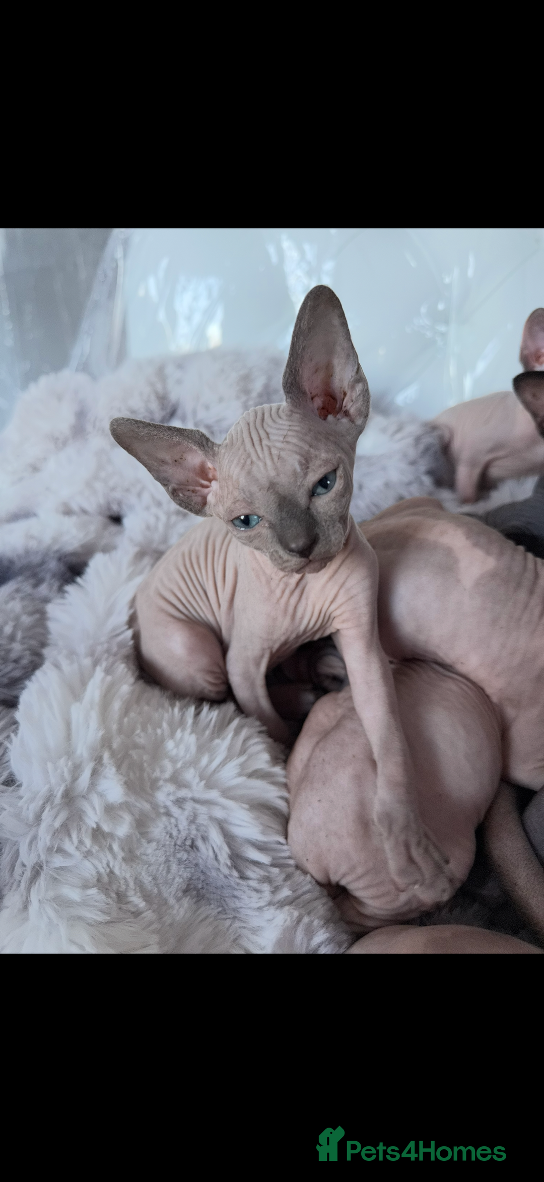 Sphynx cats for sale: canadian sphynx for sale  - Advert 19