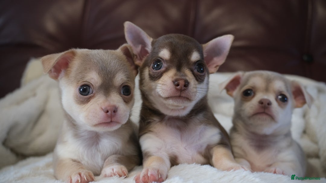 Animal Shelter Chihuahua Dogs For Sale Animal Shelter Full Breed