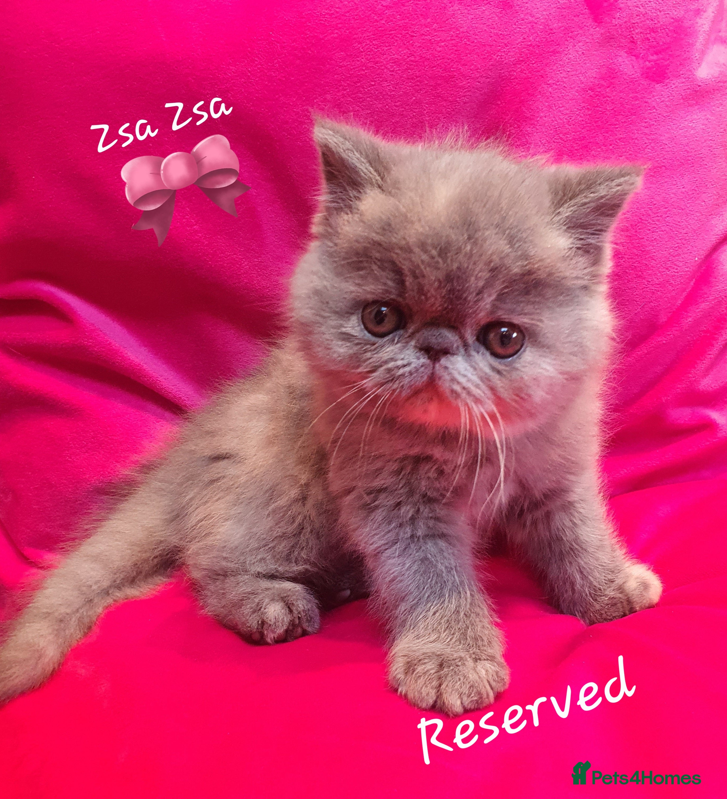 Persian cats GCCF registered blue/cream Exotic/ Persian girl  - Advert 3