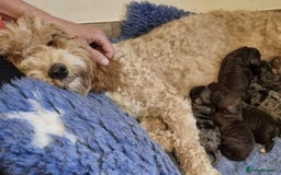 Cockapoo dogs for sale: Last f1B girl ready now - Image 11