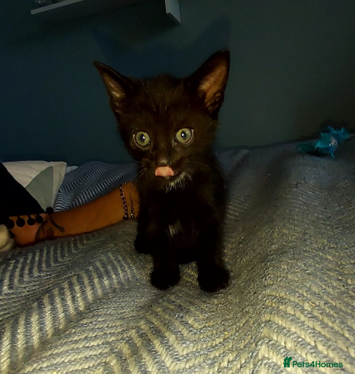 Mixed Breed cats Gingal (GINger + benGAL)Only the black female left - Advert 2