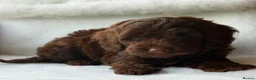 Cockapoo dogs for sale: Gorgeous Cockapoo puppies - Advert 4