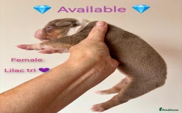 Olde English Bulldogge dogs for sale: Olde english bulldogge pups 1 male / 1 female  - Image 14