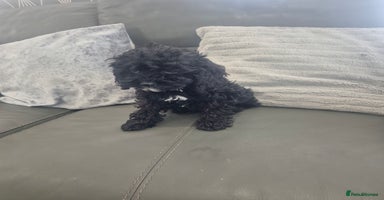 Cavapoo dogs - Advert 13