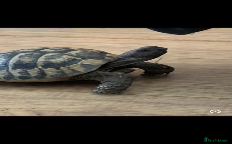 Tortoise reptiles - Advert 11