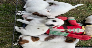 Jack Russell dogs - Advert 2