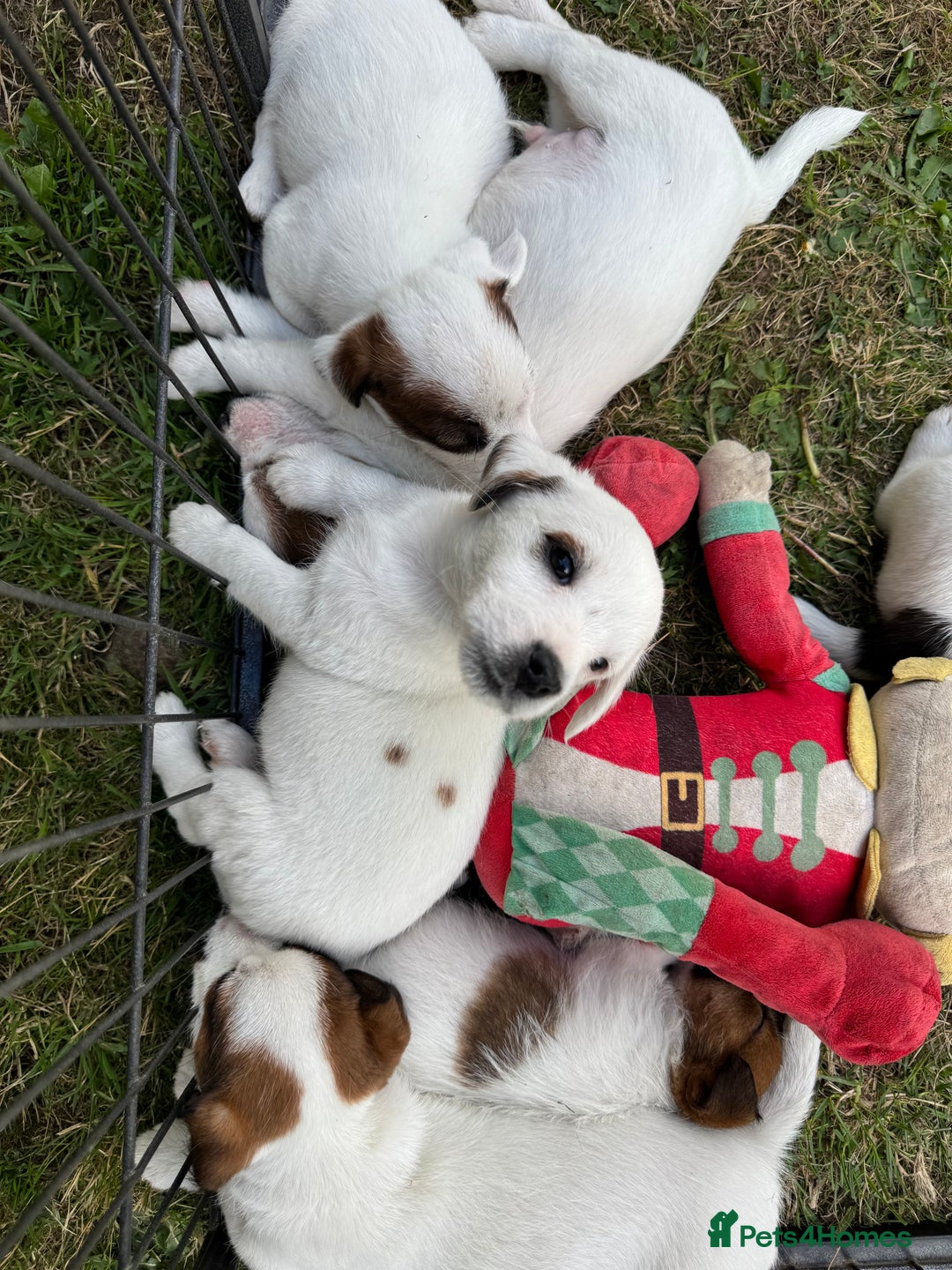 Jack Russell dogs for sale: Jack Russell Puppies *Ready Now* - Image 8
