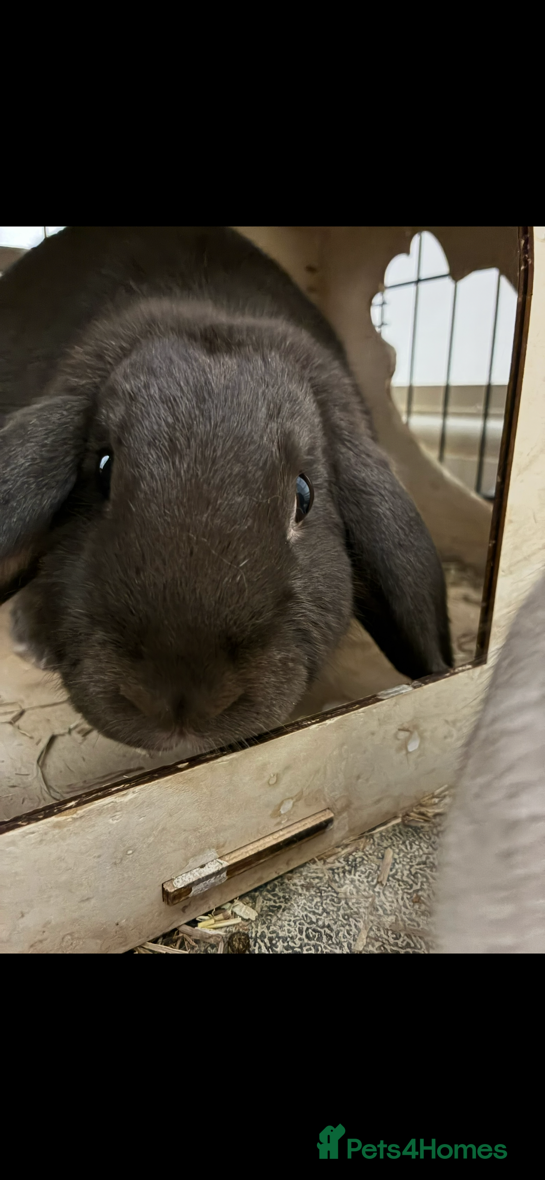 Netherland Dwarf rabbits for sale: Rehoming two beautiful rabbits - Advert 2